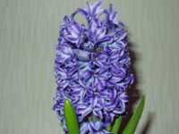 �q���V���X