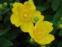 �q�y���J���E�q�h�R�[�g