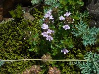 �C�u�L�W���R�E�\�E