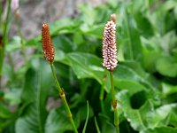 �C�u�L�g���m�I