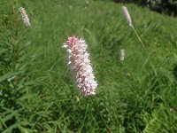 �C�u�L�g���m�I