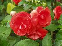 �C���p�`�G���X