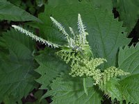 �C���N�T�i�h���j