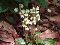 �C�`���N�\�E