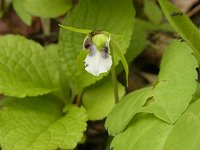 �C�`���E����