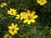 �C�g�o�n���V���M�N