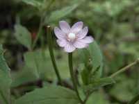 �C���A�J�o�i