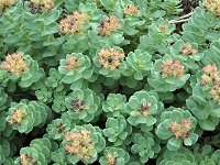 �C���x���P�C