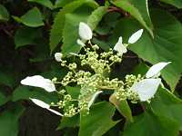 �C���K���~