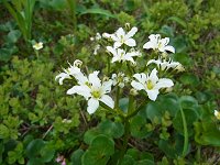 �C���C�`���E