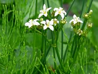 �C���C�`���E