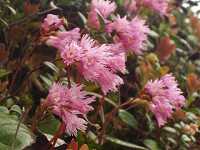 �C���J�K�~