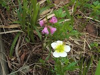 �C���J�K�~