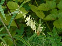 �C���I�E�M