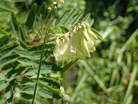 �C���I�E�M