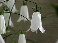 �C���V���W��