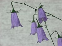 �C���V���W��