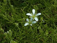 �C���c���N�T