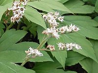 �C�����c�f