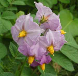 �W���K�C���̉�