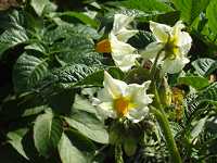 �W���K�C���̉�