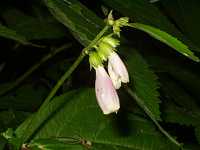 �W���R�E�\�E