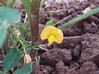 ���b�J�Z�C�̉�