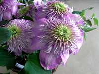 �N���}�`�X�h�J�C�[���h