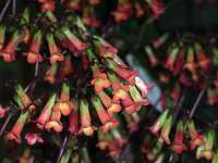 �J�����R�G�E�~���x��