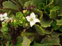 �J�����R�G