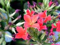 �J�����R�G