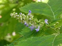 �J���o�q�L�I�R�V