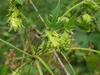 �J�i���O��