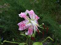 ���̎q�S��