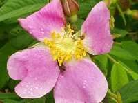 �J���t�g�C�o��