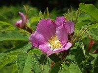 �J���t�g�C�o��