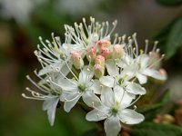 �J���t�g�C�\�c�c�W