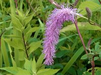 �J���C�g�\�E