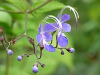 �J���K�l�\�E