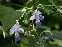 �J���K�l�\�E