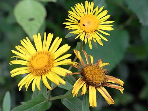 �J�Z���\�E