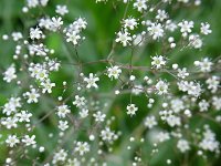 �V���b�R���J�X�~�\�E