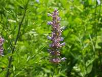 �J���~�h��