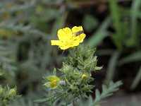 �J�����T�C�R