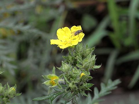 �J�����T�C�R