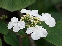 �P�i�V���u�f�}��