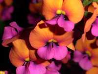 �P�l�f�B�A