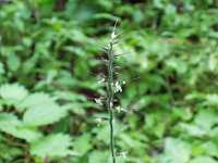 �P�`�a�~�U�T