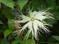 �L�J���X�E��