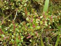 �L�J�V�O�T